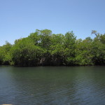 Mangroves, Salt River